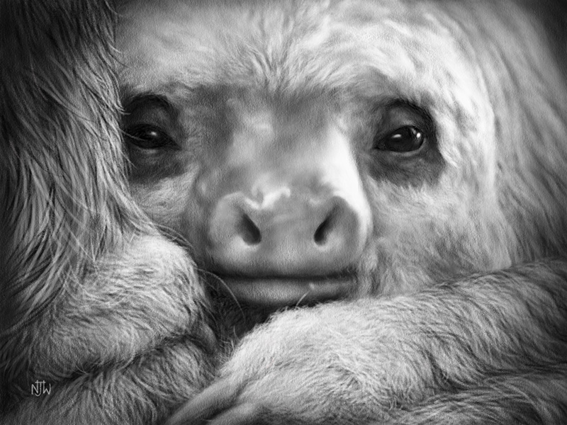 baby sloth