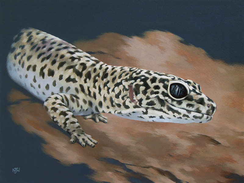 leopard gecko