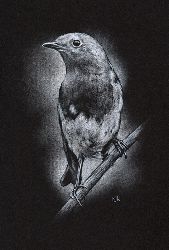 robin