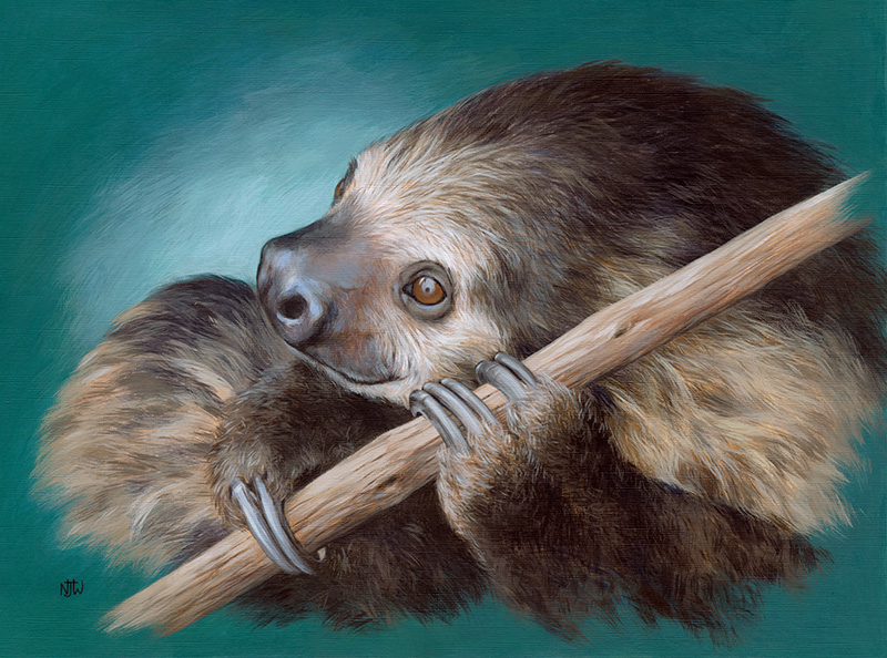 sloth