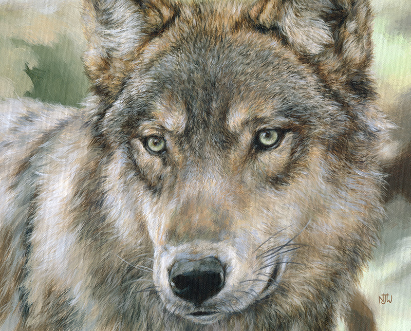 wolf