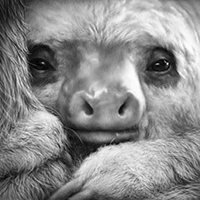 baby sloth