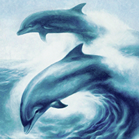 dolphins wave