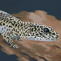 leopard gecko