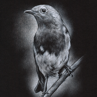 robin