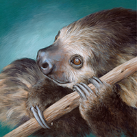 sloth
