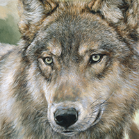 wolf